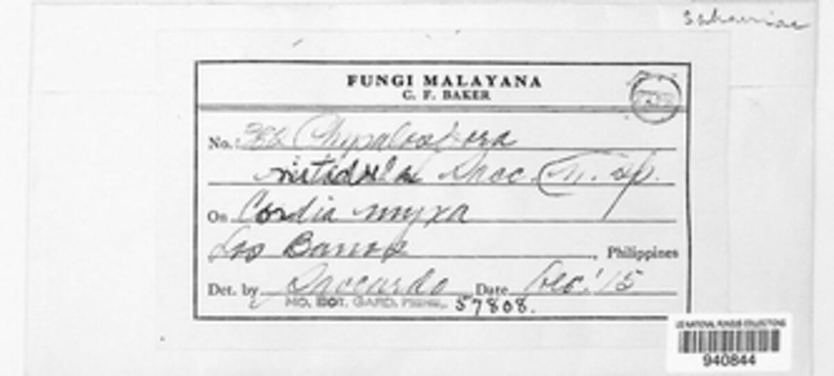 Phyllachora caffra image